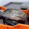 Whole Fish Products